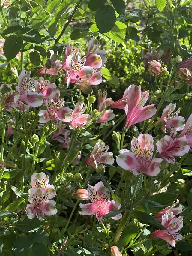 奧克蘭季節限定紫色藍花楹