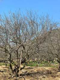 潮汕版的千島湖