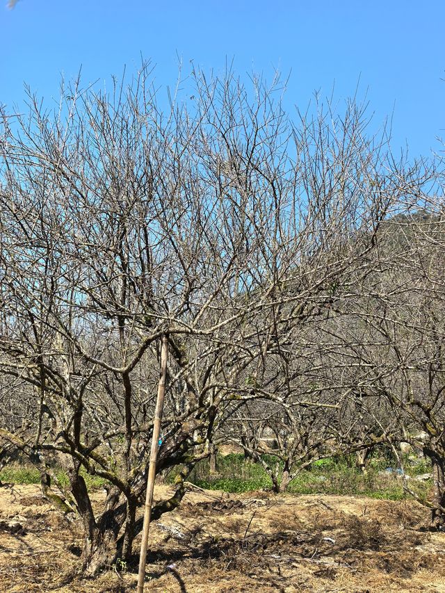 潮汕版的千島湖