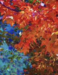 武義牛頭山｜現實版仙俠祕境美到失語