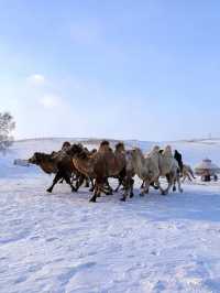 冬日烏蘭布統冰雪攻略