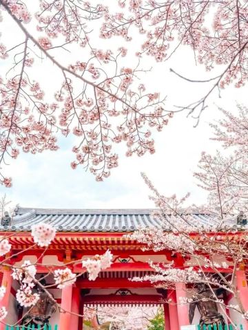 インスタで話題の桜に囲まれた大仏、奈良の壺阪寺 | Trip.com 奈良市