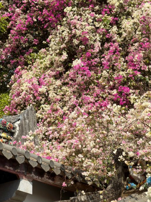 園博園のブーゲンビリアの滝がとても美しいです！友達の間で話題の花見