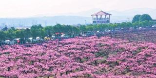 Hubei Spring Flower Viewing and Travel Guide: An Appointment with the Jingchu Flower Sea