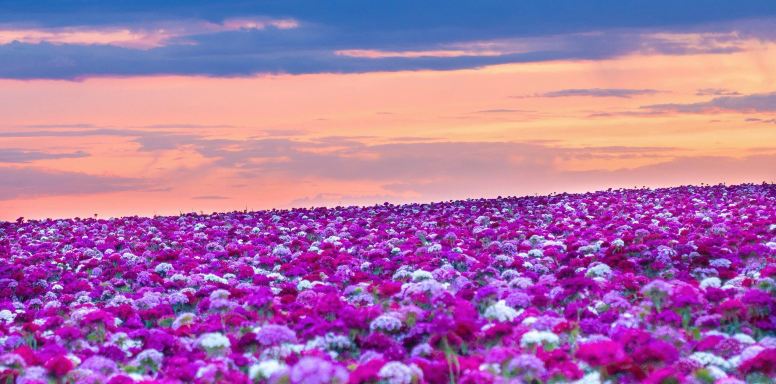 Help! The sunset at the Tianshan Flower Sea in Ili welds romance