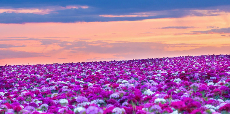 【中古】 EAST vol.44 花の幻想 Flowers Help! The sunset at the Tianshan Flower Sea in Ili welds romance