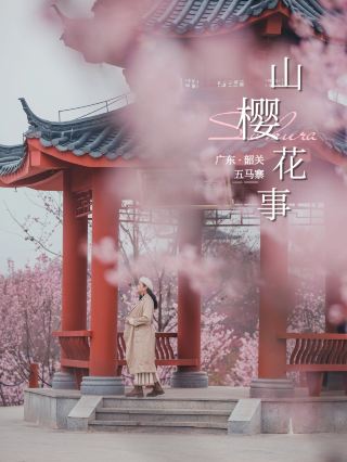 Miss it and wait another year... Now is the perfect time to enjoy cherry blossoms in Shaoguan (with a guide)