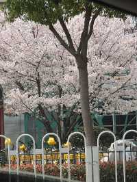 東山問梅村一日遊