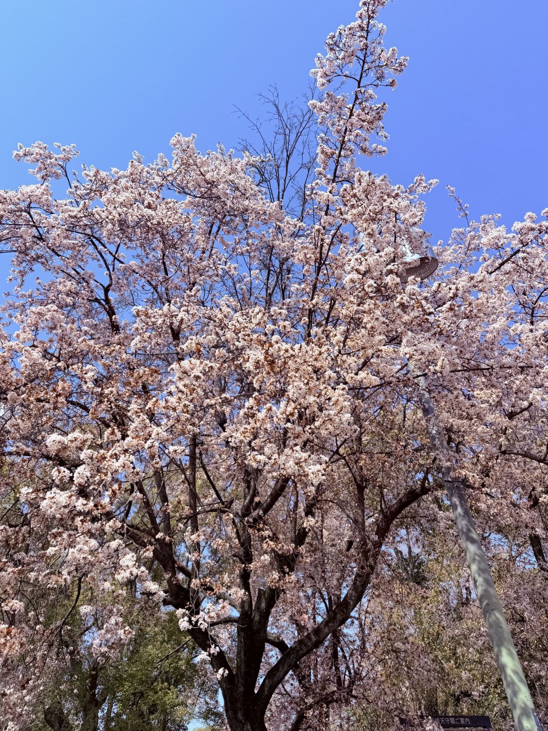 日本8日間｜旧友のための特別旅行ガイド | Trip.com 京都