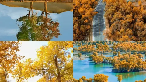 Skip the crowds at Ejina: A super concise guide to Jinta Populus Euphratica Forest — traveler post in Jinta