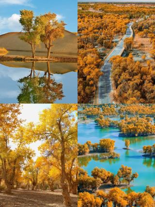 Skip the crowds at Ejina: A super concise guide to Jinta Populus Euphratica Forest