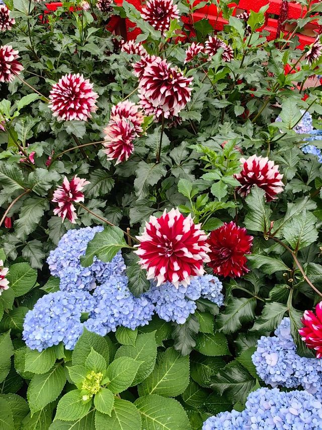 Dahlia Dreams @GardensByTheBay