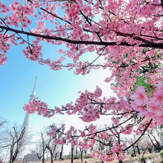 看完雷門不要趕行程！有晴空塔sky tree帶路賞櫻路線 - 隅田公園