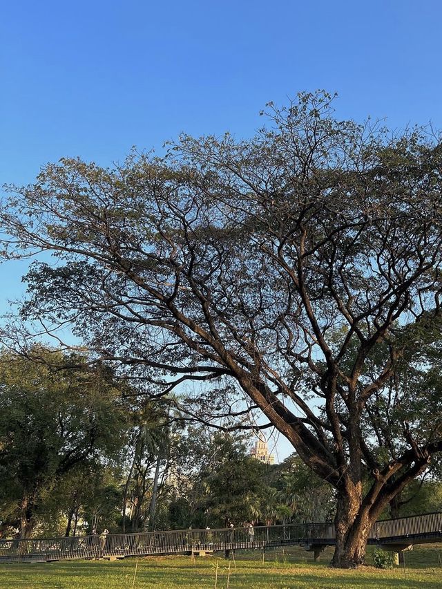 สวนเบญจกิติ🌱