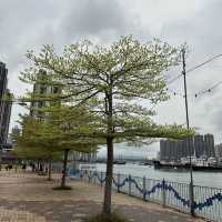 荃灣海濱公園～癲噹碼頭