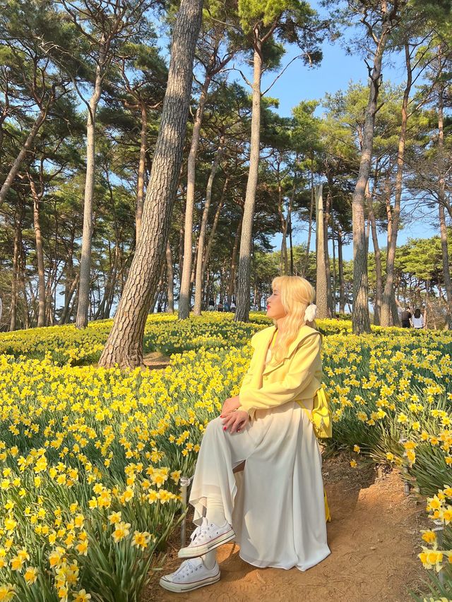 수선화 가득한 서산 유기방가옥💛
