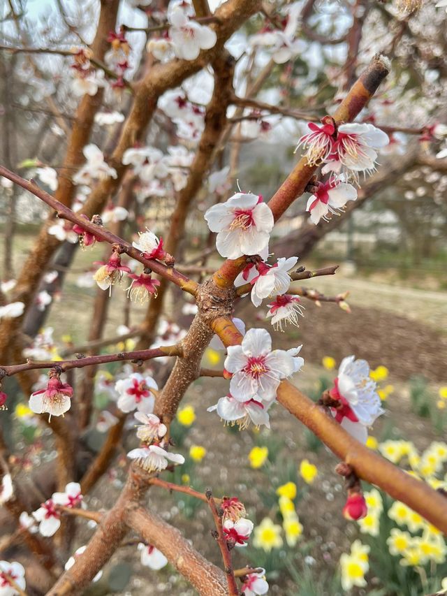 에버랜드 숨은 풍경 맛집, ‘하늘 정원길’🌸💕
