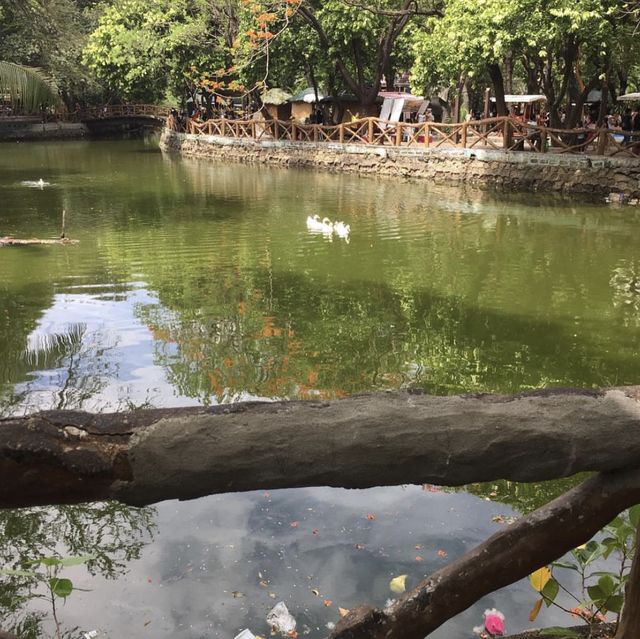 Rediscover the New Improved Manila Zoo