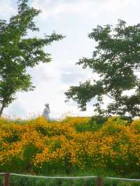 황금빛 금계국으로 만개한 함안 명소 🌼