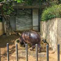 日本最古老最有名的動物園🐘🦒🐼🦌