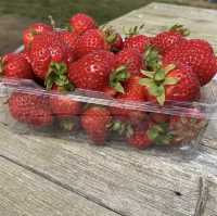 Rocky Creek Strawberry Farm