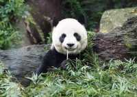 台北市立動物園攻略/門票/美食/交通攻略