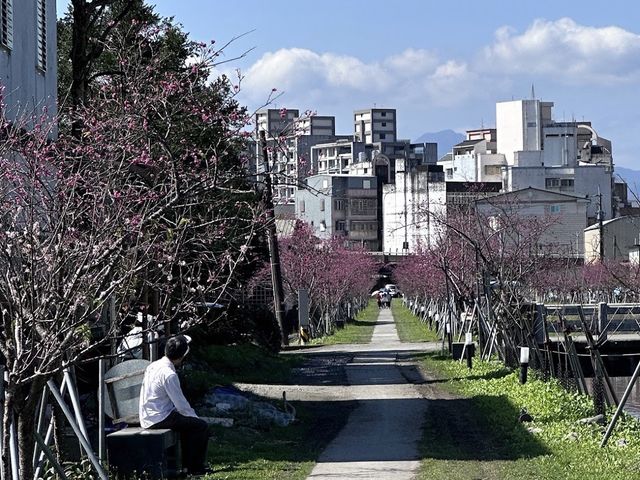 🌸 羅莊櫻花步道：春天賞櫻好去處 🌸