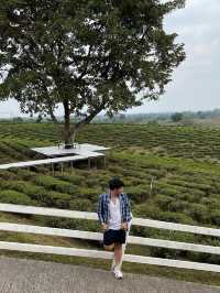 คาเฟ่วิวหลักล้านในไร่ชาฉุยฟง🍵🌱