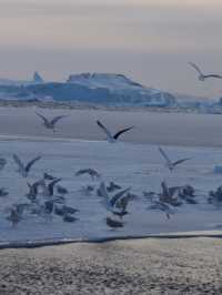 Explore Ilulissat and Sermermiut❄️🚢