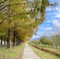 Metasequoia Majesty: Nature's Elegance