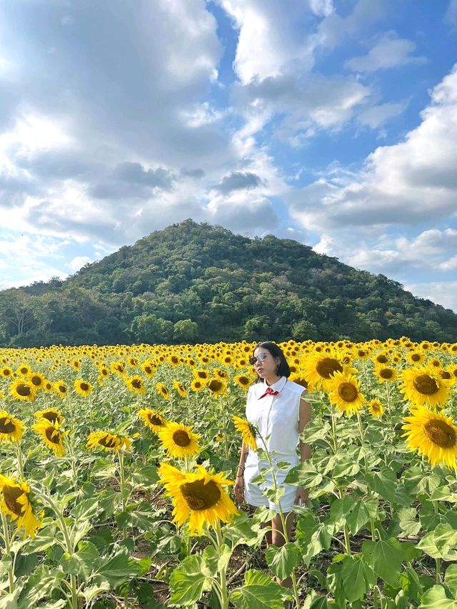 🌻ทุ่งทานตะวัน​ไร่คุณปู่​ ลพบุรี​