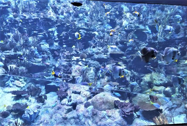 Ocean Park Hong Kong