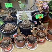 惜花之人必去(旺角花墟)