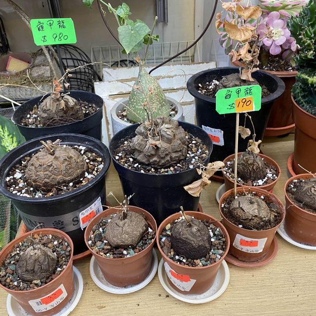 惜花之人必去(旺角花墟) 惜花之人必去(旺角花墟)
