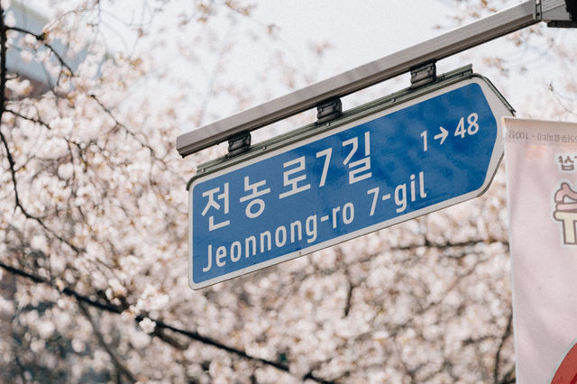 제주 벚꽃 명소 '전농로'