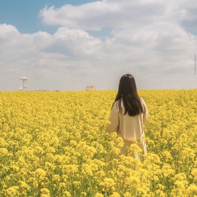 노란 유채꽃과 푸른 호밀밭이 있는 안성팜랜드 
