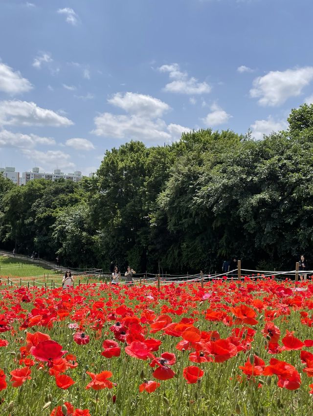 지금 딱 방문하기 좋은 올림픽공원 장미공원🌹🌹