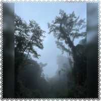 （桃園/復興）享受芬多精的洗禮-拉拉山神木群步道