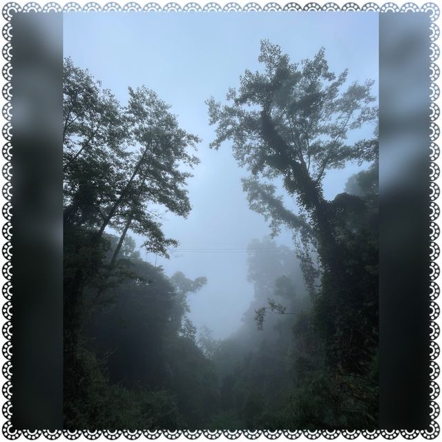 （桃園/復興）享受芬多精的洗禮-拉拉山神木群步道