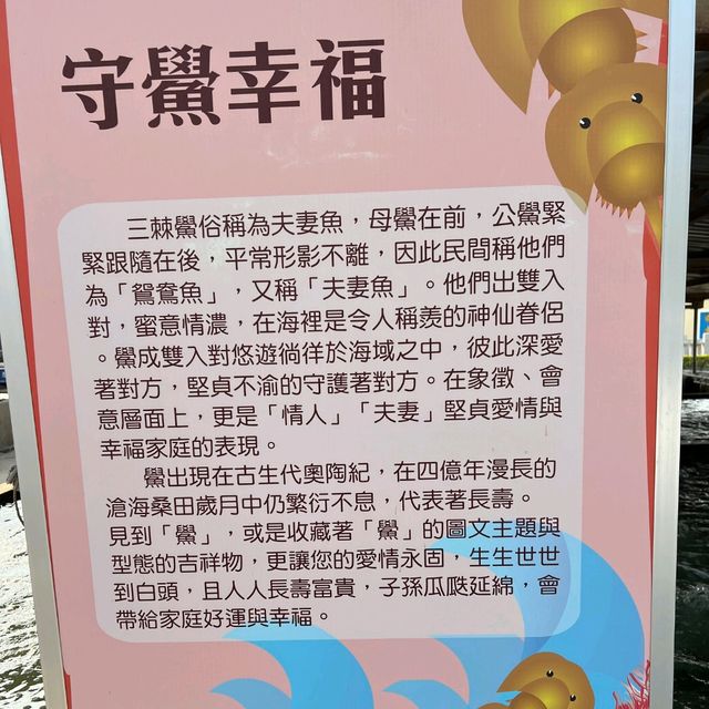金門-守鱟幸福|金門水產試驗所|（看古化石鱟游來游去）