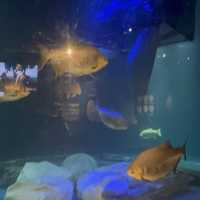 大邱の新世界デパートに水族館！？
