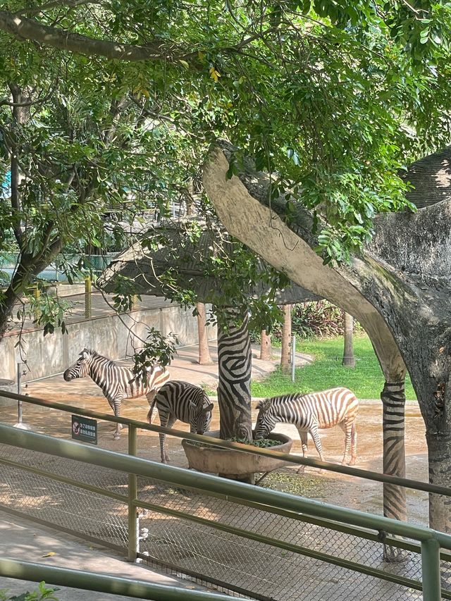 🇨🇳深圳｜親子遊x 深圳野生動物園🌟