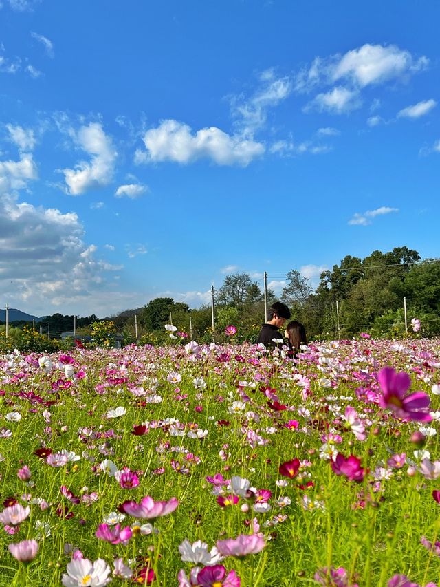 경기도 의왕에서 볼 수 있는 핑크뮬리밭 💗