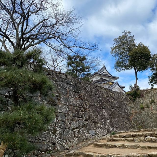 日本彥根城&彥根貓！