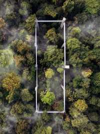 Walking on 🌳 FOREST SKYWALK 🌳