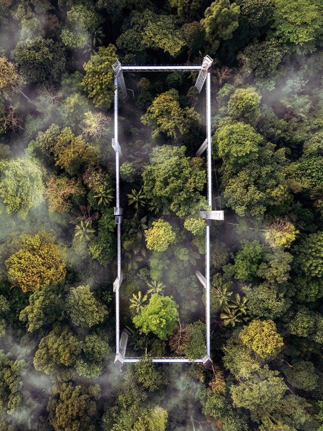 Walking on 🌳 FOREST SKYWALK 🌳