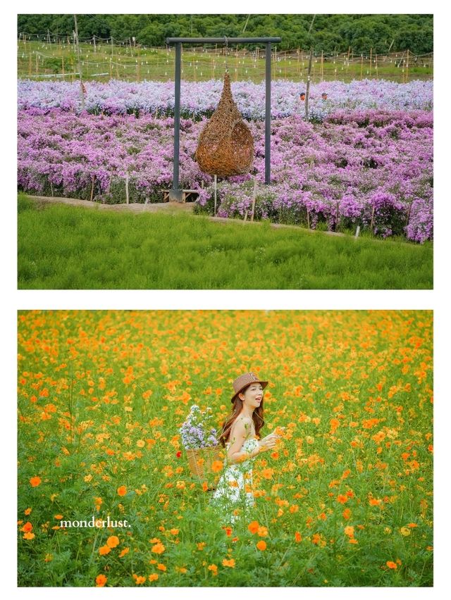 รับลมหนาวที่สวนดอกไม้ป้านกเอี้ยง