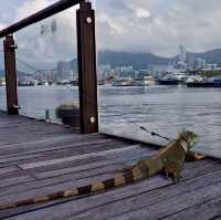 觀塘海濱公園野餐拍畢業照