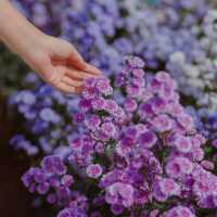 คาเฟ่กลางสวนดอกไม้ วิวภูเขา มุมถ่ายรูปเพียบ