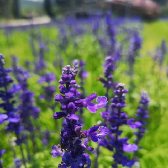 春夏季賞花好去處